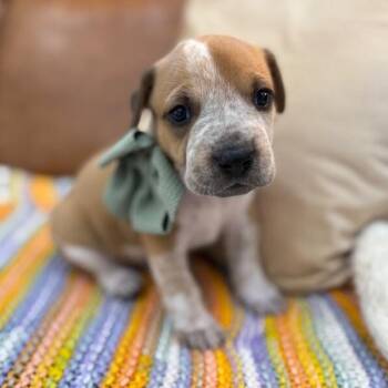 Pit Bull Terrier and Labrador Retriever Dogs Available for Adoption - Atlas Forestry | PetCurious