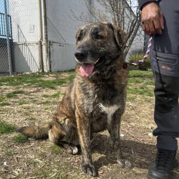 Shepherd Dogs Available for Adoption in Newark, New Jersey - Louie | PetCurious