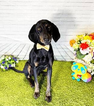 HOWDIE -  Hound Dog for Adoption in Castro Valley, California - HOWDIE | PetCurious