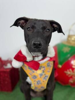 Tiara-One of our Amazing Rescue Dogs -  Labrador Retriever and Whippet Dog for Adoption in Carlsbad, California - Tiara-One Of Our Amazing Rescue Dogs | PetCurious