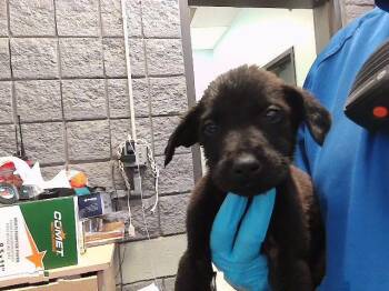 Pit Bull Terrier Dogs Available for Adoption in Tulsa, Oklahoma - DUST BUCKET | PetCurious
