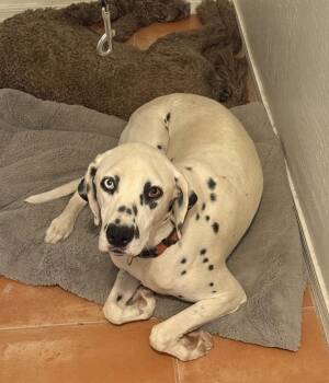 Neo-Avondale, AZ -  Dalmatian Dog for Adoption in San Diego, California - Neo-Avondale, AZ | PetCurious