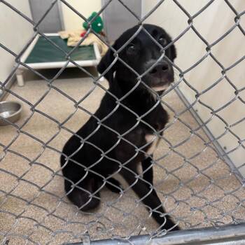 Cooper -  Labrador Retriever Dog for Adoption in Pekin, Illinois - Cooper | PetCurious