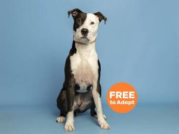 Pit Bull Terrier and Mixed Breed Dogs Available for Adoption in Phoenix, Arizona - KAIN | PetCurious