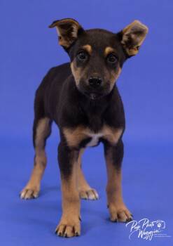 Rescue Beauceron and Australian Kelpie Dogs for Adoption in Valley Park, Oklahoma - Eli | PetCurious