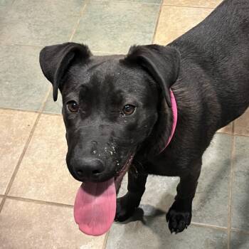 Mixed Breed Dogs Available for Adoption in Chattanooga, Tennessee - Red Bull | PetCurious