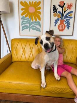 Tootie Cutie The Snorty Snuggly Princess -  American Bulldog and Boxer Dog for Adoption in Friendswood, Texas - Tootie Cutie The Snorty Snuggly Princess | PetCurious