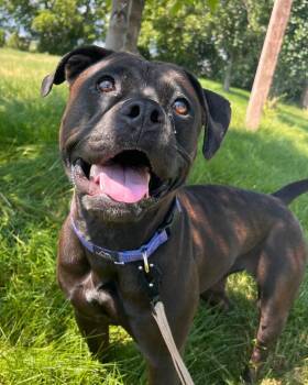 Nika -  Rottweiler and American Staffordshire Terrier Dog for Adoption in Logan, Utah - Nika | PetCurious