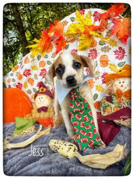 Jess -  Pit Bull Terrier and Hound Dog for Adoption in Sebring, Florida - Jess | PetCurious