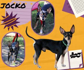 Rescue Manchester Terrier Dogs for Adoption in Lindsay, California - Jocko | PetCurious