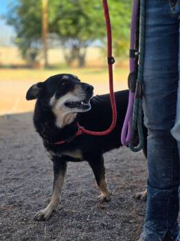 Brandon -  German Shepherd Dog and Mixed Breed Dog for Adoption in Tucson, Arizona - Brandon | PetCurious