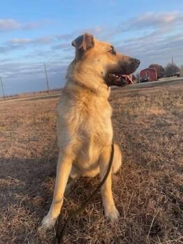 Rescue Anatolian Shepherd Dogs for Adoption in Venus, Texas - Rocky | PetCurious