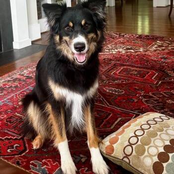Rescue Australian Shepherd Dogs for Adoption in Briarcliff Manor, New York - Jagger | PetCurious
