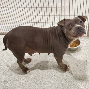 Rescue American Staffordshire Terrier Dogs for Adoption in Pineville, Missouri - Stella | PetCurious