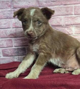 Spider -  Australian Shepherd Dog for Adoption in Sedalia, Colorado - Spider | PetCurious