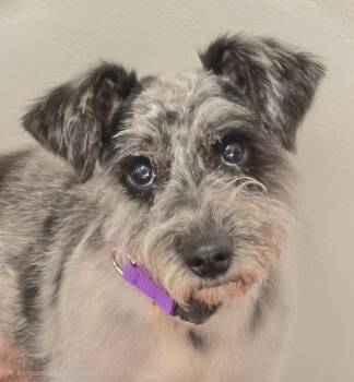 Stevie -  Schnauzer and Terrier Dog Available for Adoption in Ellijay, Georgia - Stevie | PetCurious