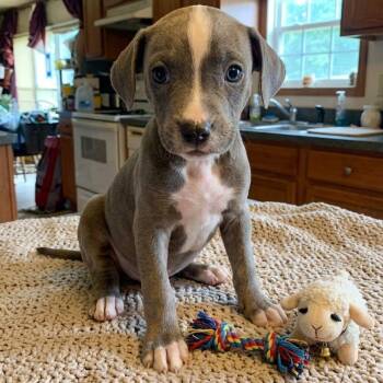 Boulder -  Pit Bull Terrier and Mixed Breed Dog for Adoption in South Elgin, Illinois - Boulder | PetCurious