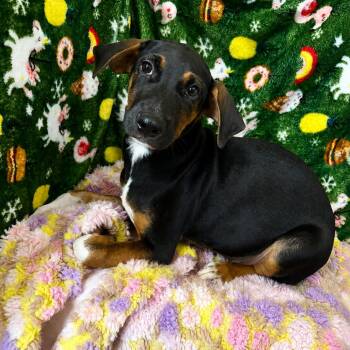 Rex -  Coonhound and Labrador Retriever Dog for Adoption in Kennebunk, Maine - Rex | PetCurious