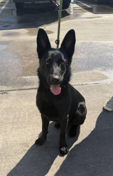 German Shepherd Dog and Mixed Breed Dogs Available for Adoption - A183512 | PetCurious