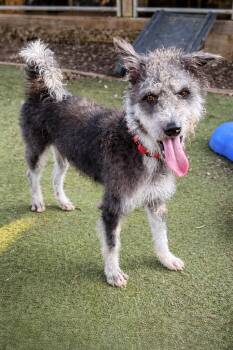 Shiba Inu and Pumi Dogs Available for Adoption - Moo (Soi Dog) | PetCurious