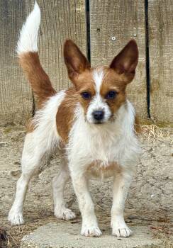 Rosie -  Jack Russell Terrier Dog for Adoption in Moorpark, California - Rosie | PetCurious