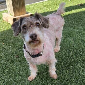 Walter -  Poodle Dog for Adoption in Sparta, Wisconsin - Walter | PetCurious