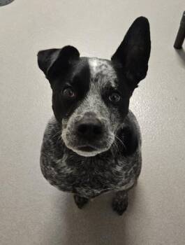 Fix-It Felix -  Australian Cattle Dog Blue Heeler and Mixed Breed Dog for Adoption in Roseville, California - Fix-It Felix | PetCurious