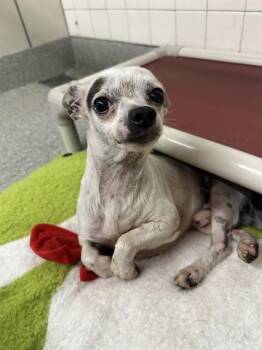 Chihuahua and Mixed Breed Dogs Available for Adoption in Pasadena, Texas - FRED | PetCurious