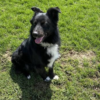 Border Collie Dogs Available for Adoption in Elkton, Michigan - Rip | PetCurious