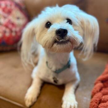 Marshmallow the Heart Melter -  Maltese and Poodle Dog for Adoption in Friendswood, Texas - Marshmallow The Heart Melter | PetCurious