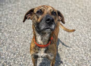 Jackson -  Boxer and Pit Bull Terrier Dog for Adoption in Huntington, Indiana - Jackson | PetCurious