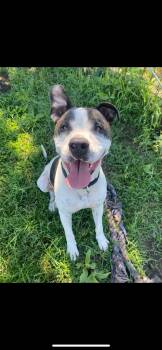 Rescue American Staffordshire Terrier Dogs for Adoption in Leon, Kansas - Gus! | PetCurious
