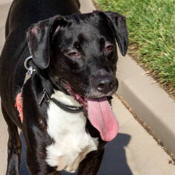 Rescue Beagle and Labrador Retriever Dogs for Adoption in St. Louis, Missouri - BOBBY | PetCurious