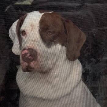 Labrador Retriever and German Shorthaired Pointer Dogs Available for Adoption in Houston, Texas - Odin | PetCurious