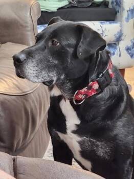 Mixed Breed Dogs Available for Adoption in Chamblee, Georgia - Hayden - IN FOSTER | PetCurious