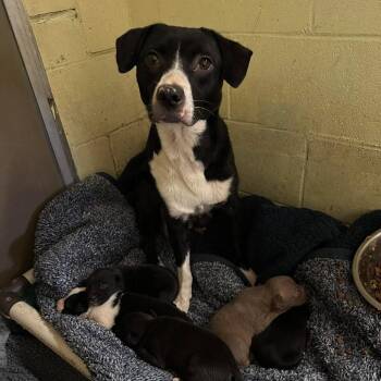 Jenna -  Mixed Breed Dog for Adoption in Valley, Alabama - Jenna | PetCurious