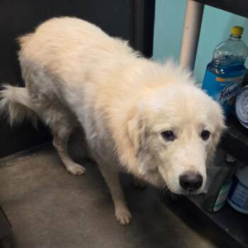 Rescue Great Pyrenees and Mixed Breed Dogs for Adoption in Graham, Texas - Alder | PetCurious