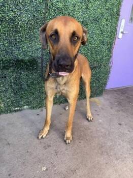 61645488 -  Shepherd and Mixed Breed Dog for Adoption in El Paso, Texas - 61645488 | PetCurious
