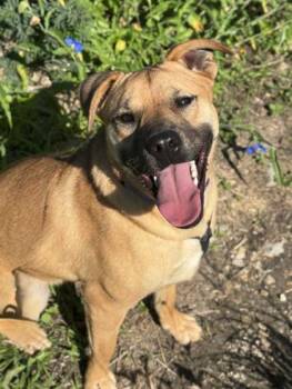 Shepherd and Mixed Breed Dogs Available for Adoption in San Antonio, Texas - Shelly | PetCurious