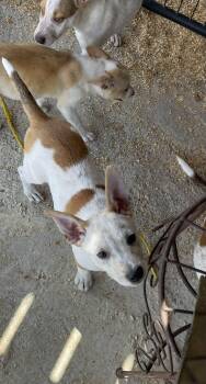 Bob -  Australian Cattle Dog Blue Heeler and Australian Shepherd Dog Available for Adoption in Sadler, Texas - Bob | PetCurious