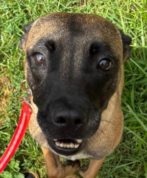 Rescue Shepherd Dogs for Adoption in Norwalk, Connecticut - Xena Warrior Princess | PetCurious