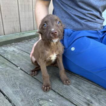 Banshee -  Poodle and Pit Bull Terrier Dog for Adoption - Banshee | PetCurious