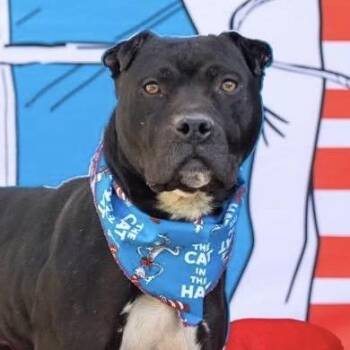 VT Travis -  Mixed Breed Dog for Adoption in Midland, Texas - VT Travis | PetCurious