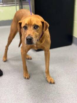 Rescue Hound and Mixed Breed Dogs for Adoption in Longview, Texas - Churro | PetCurious