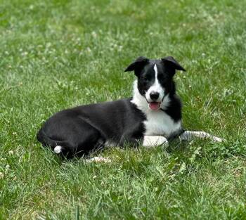 Wade -  Border Collie Dog for Adoption in Chestertown, Maryland - Wade | PetCurious