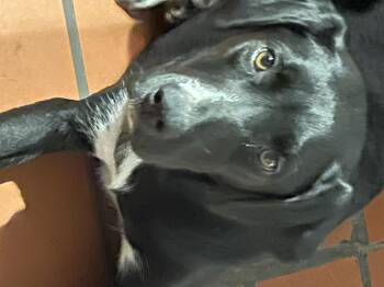 Rescue Black Labrador Retriever Dogs for Adoption in South Pittsburg, Tennessee - Magic | PetCurious