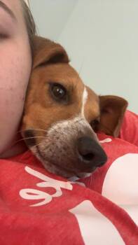 Finley Jay -  Beagle and Jack Russell Terrier Dog for Adoption in Hammond, Louisiana - Finley Jay | PetCurious