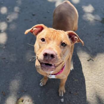 Prairie Dawn -  Pit Bull Terrier Dog for Adoption in Buffalo, New York - Prairie Dawn | PetCurious