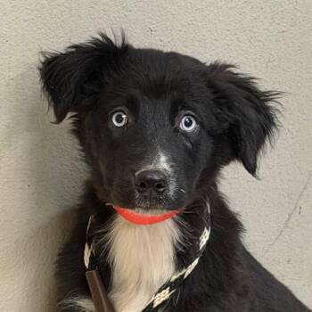 Australian Shepherd Dogs Available for Adoption in Yuma, Arizona - Monica | PetCurious