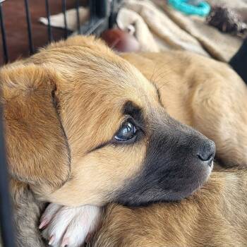 Dakota -  Mixed Breed Dog for Adoption in Chino Valley, Arizona - Dakota | PetCurious